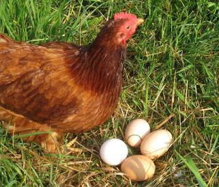 A girl and her chicken named Betty